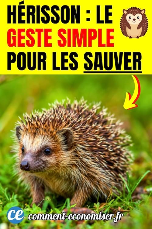 un h&eacute;risson dans un jardin