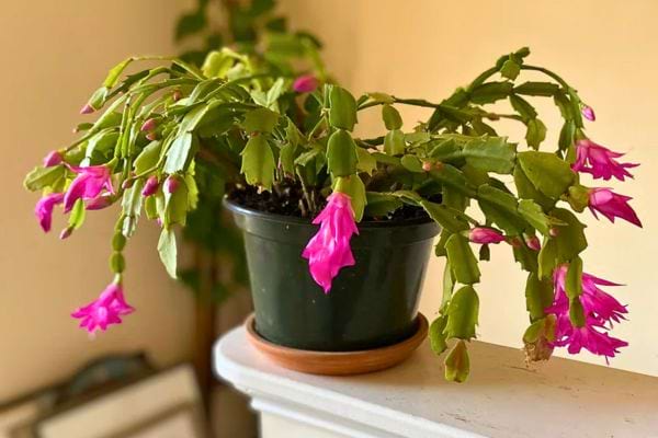 plante schlumbergera en petit pot noir avec tiges arquées et fleurs roses vif dans un interieur lumineux