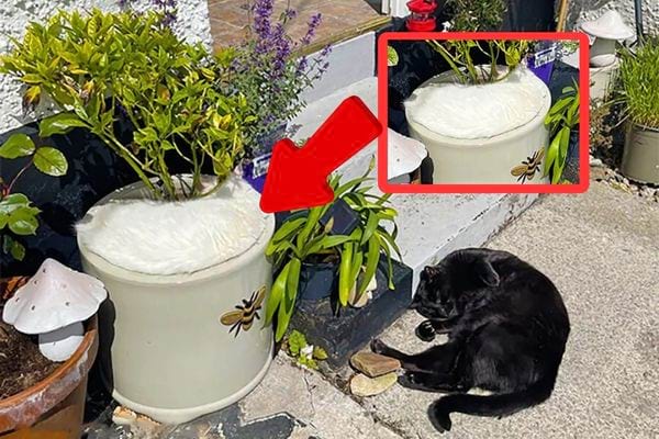 test visuel trouver 2 chats cach&eacute;s