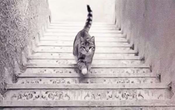 illusion d'optique d'un chat qui monte ou descend les escaliers