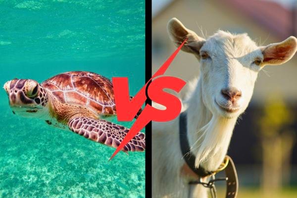 image comparative montrant une tortue sous marine face a une chevre avec symbole versus rouge au centre