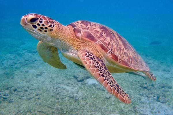 tortue marine nageant dans une eau claire au dessus du fond marin sableux en milieu naturel