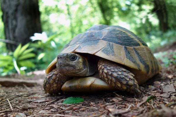 Une tortue terrestre se deplace lentement sur un sol forestier entoure de feuilles et de vegetation.