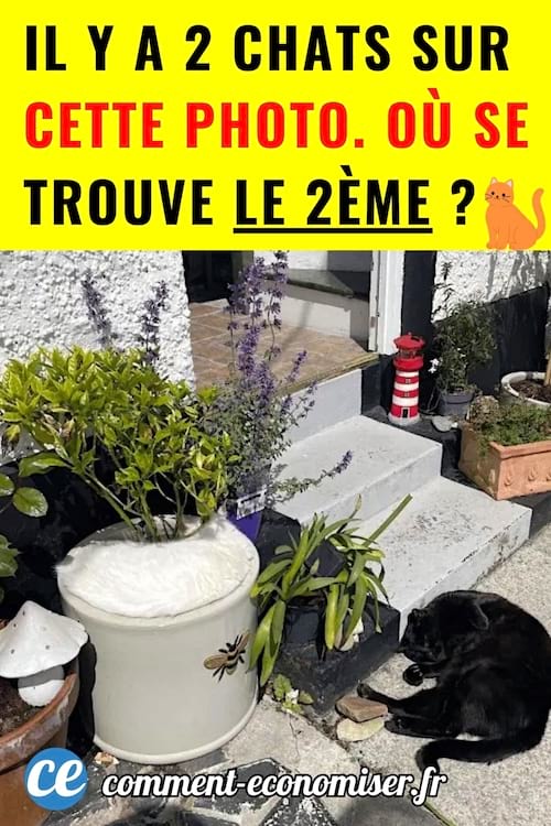 Trouver le deuxi&egrave;me chat sur la photo