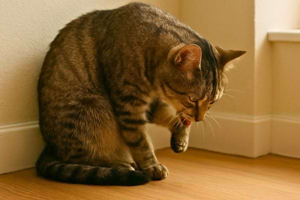 Un chat tigr&eacute; est assis contre un mur et se l&egrave;che la patte avant dans une pi&egrave;ce lumineuse.