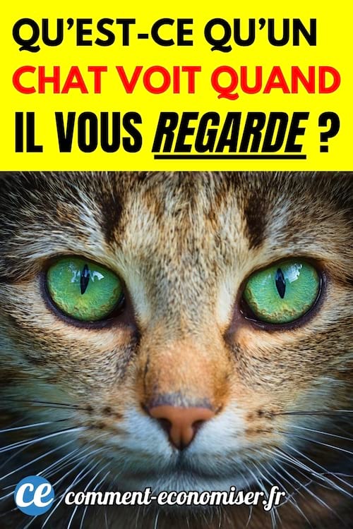 Un chat qui regarde son maître droit dans les yeux