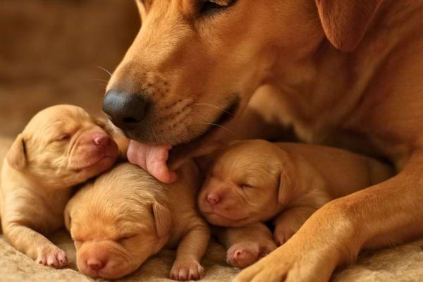 Une chienne leche ses chiots endormis allonges contre elle dans une scene de tendresse familiale