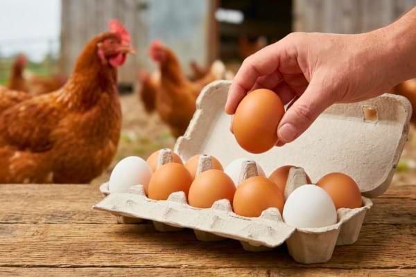 Un paquet d'oeuf blanc et brun &agrave; c&ocirc;t&eacute; d'une poule