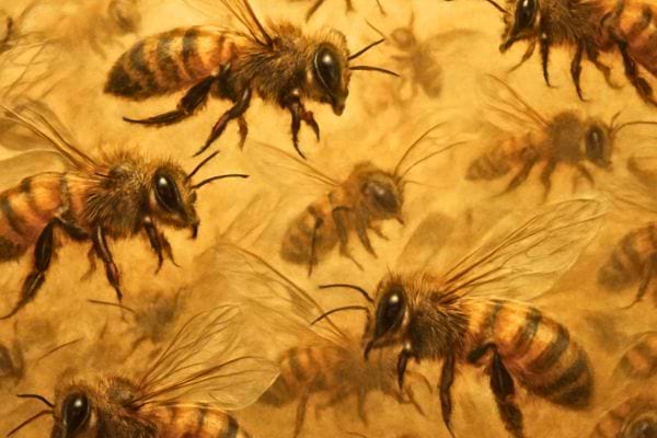 Gros plan artistique montrant plusieurs abeilles en vol sur fond chaud et texture picturale