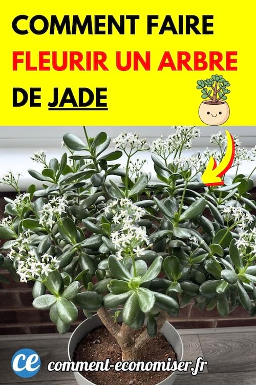 un arbre de Jade en fleurs