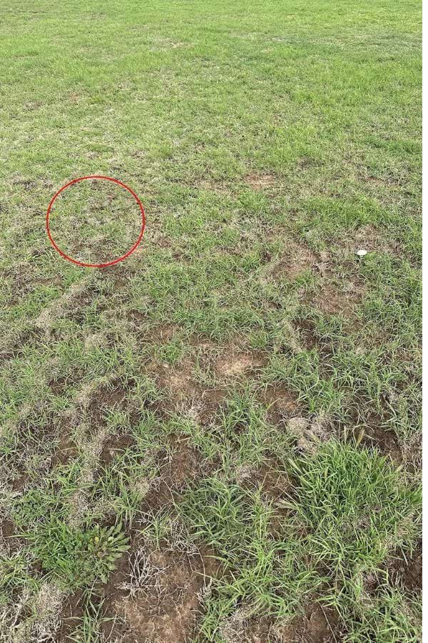 indice pour trouver serpent dans la pelouse