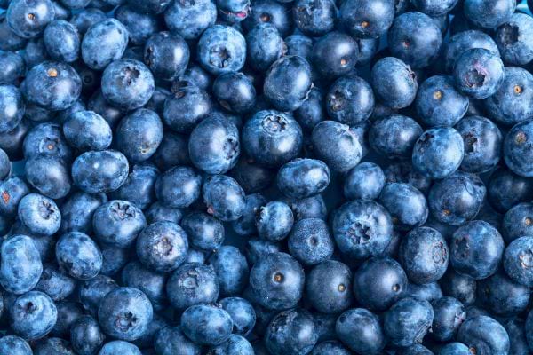 gros plan de myrtilles fraiches reunies en grande quantite