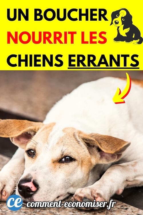 https://static.comment-economiser.fr/documents/images/2026/01/nourrir-chiens-errants.jpeg.jpg