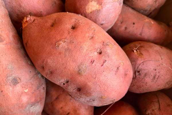 patates douces entieres non epluchees regroupees ensemble