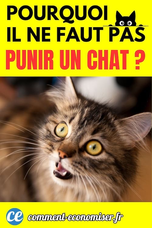 un petit chat tigr&eacute; avec de grands yeux jaunes