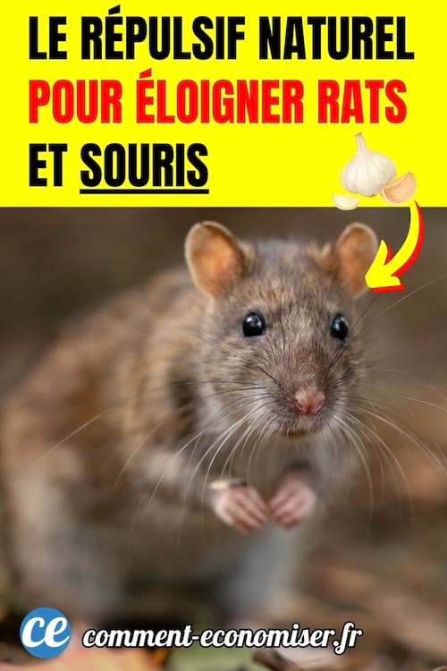 un rat ou une souris à l'arrêt