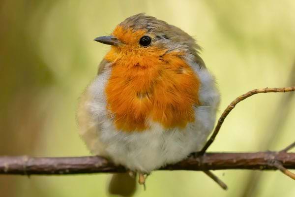 Gros plan d un rougegorge perche. Son poitrail orange et ses plumes gonflees sont bien visibles.