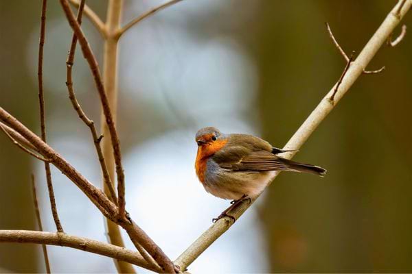 Un rougegorge est pose sur une branche fine. Son plumage orange ressort sur un fond naturel floute.