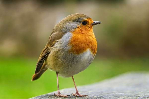 Un rougegorge est pose sur un rocher. Le fond vert donne une ambiance naturelle paisible.