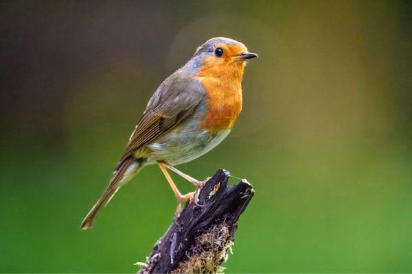 Un rougegorge est pose sur une souche. Il se detache sur un fond vert lumineux.