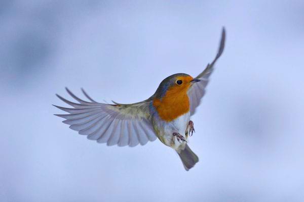 Un rougegorge est capture en plein vol. Ses ailes sont ouvertes sur un ciel clair. 
