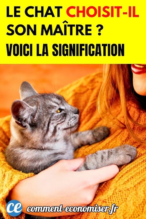 un chat tigr&eacute; gris dans les bras de sa ma&icirc;tresse