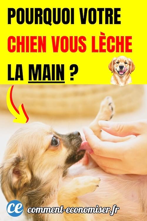 un chien type chihuahua de couleur cr&egrave;me sur le dos en train de l&eacute;cher la main d'une personne