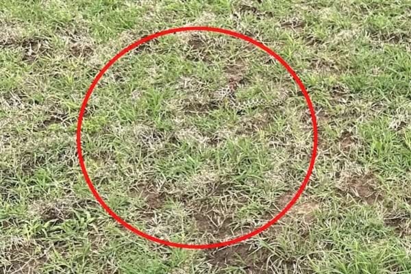 serpent cach&eacute; dans l'herbe