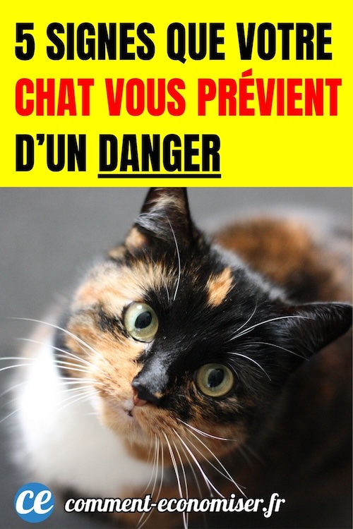 Comment les chats préviennent leurs maîtres d’un danger imminent : 5 ...