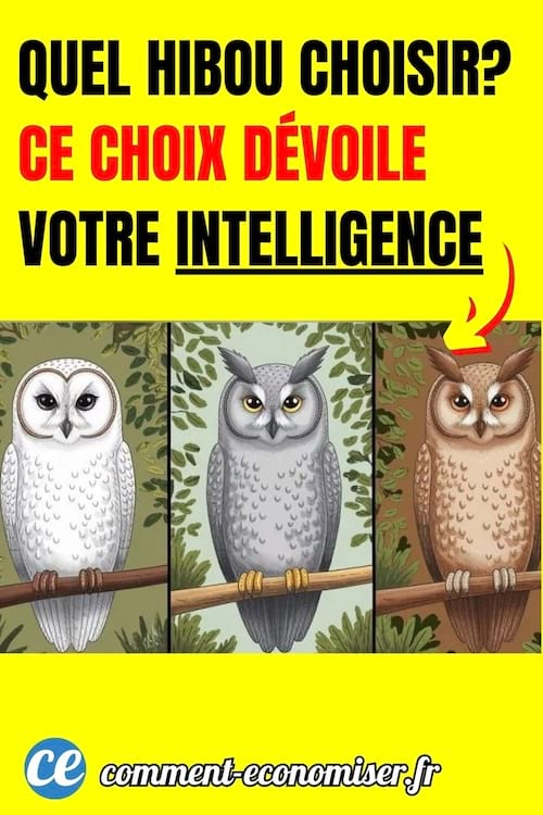 un test de personnalité visuel gratuit avec 3 hiboux