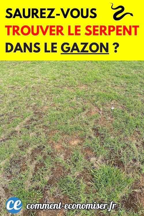 Un serpent cach&eacute; dans le gazon d'un jardin
