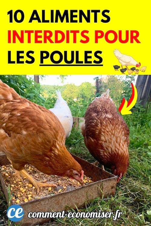 des poules qui mangent des graines
