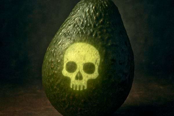 Un avocat entier avec symbole tete de mort lumineux au centre