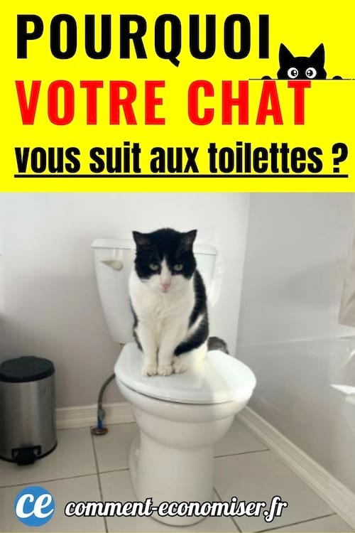 un chat noir et blanc est assis sur les toilettes