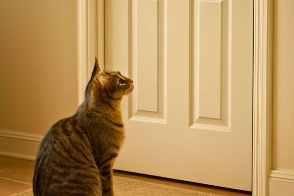 un chat tigré est assis face a une porte blanche fermee dans un couloir clair