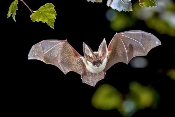 une chauve souris vole de nuit ailes deployees sur fond sombre avec quelques feuilles
