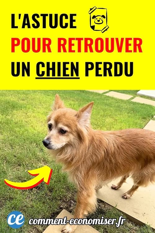 petit chien marron debout sur pelouse verte dans un jardin