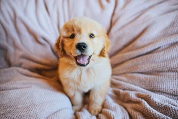 un chiot golden retriever assis sur une couverture claire la bouche ouverte