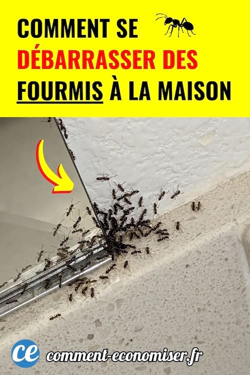 Les fourmis envahissent vite la maison. Voici des solutions simples et naturelles pour les eliminer durablement.