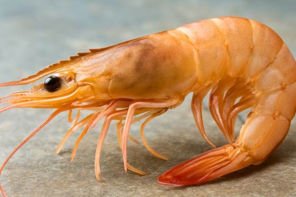 crevette crue entiere posee sur une surface grise avec details visibles de la carapace