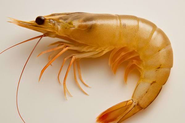 crevette crue jaune beige vue de profil avec carapace complete et pattes fines