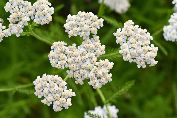 des ombelles de petites fleurs blanches se detachent sur un fond vert