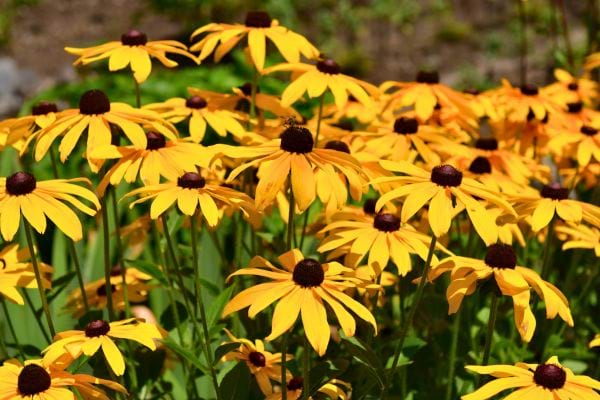 des fleurs jaunes avec un centre brun fonce poussent en groupe dans un jardin