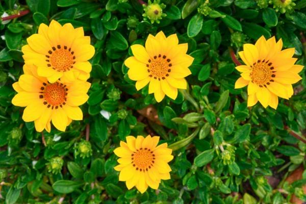 plusieurs fleurs jaunes en pleine floraison poussent parmi des feuilles vertes