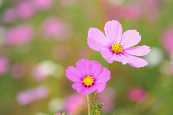 deux fleurs roses avec un coeur jaune se detachent sur un fond flou vert et rose