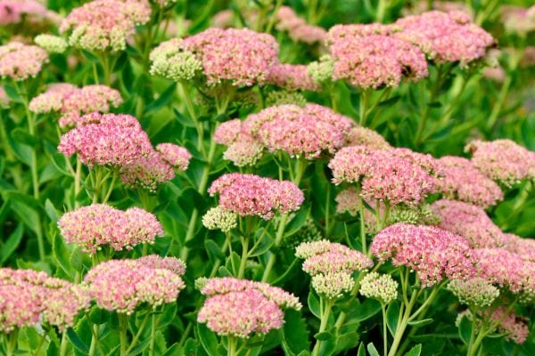 un large massif de fleurs roses couvre un parterre de jardin