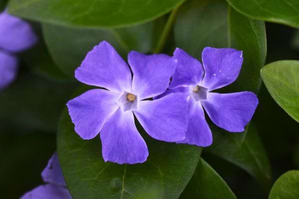 deux fleurs violettes sont entourees de grandes feuilles vert fonce en gros plan
