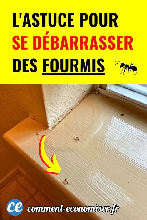 plusieurs fourmis marchant sur un rebord de fenetre en bois