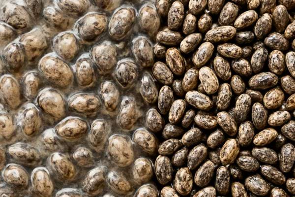 comparaison entre graines de chia gonflees dans leau et graines seches en gros plan