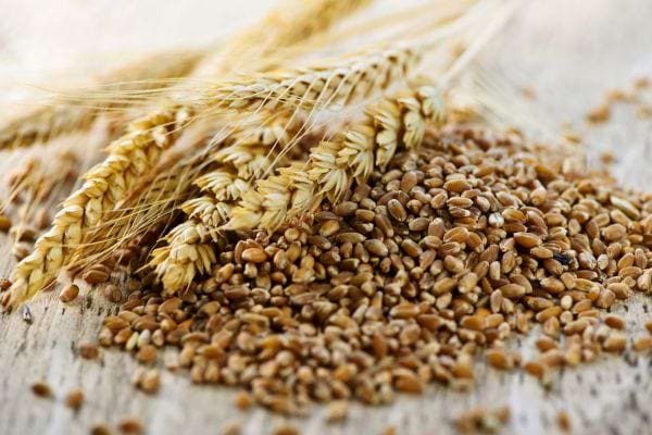 grains de ble et epis poses sur une surface claire illustrant les cereales completes